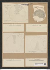 Coscinodiscus radiatus var. medius Grun. (de-Toni-Nr.: Genus 202, Species 4972) Zeichnungen Sammlung Grunow Nr. 8587 (NHMW-BOT-W0378238)